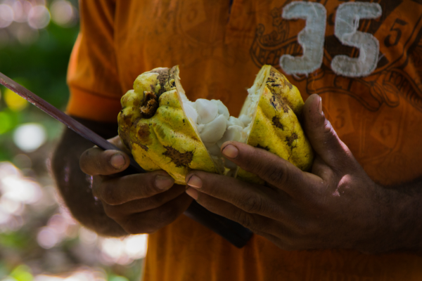 Tipos de cacao venezolano: criollo, trinitario y forastero (y por qué son especiales)